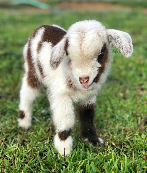 Gypsy Goat Farm on Instagram: “Maybelline gave birth yesterday evening to triplets! Among the three was this little guy. He is a runt weighing in at .90 of a pound! His…” Mini Goats, Pet Goat, Pygmy Goat, Baby Goat, Cute Goats, Bear Photos, Baby Goats, Save Animals, Cute Animal Photos