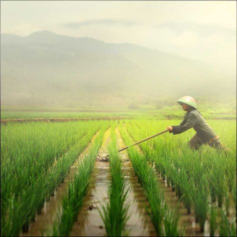 Rice Paddy, Rice Field, Farm Photography, Rice Terraces, East Indies, Interior Pictures, We Are The World, Village Life, Beautiful Places To Visit