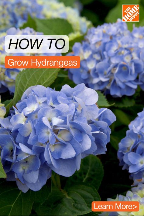 The Home Depot has everything you need from soil to seeds, to get you started on hydrangea plants. Learn about the different types of hydrangeas, as well as how to plant and care for them so you can enjoy their beautiful blooms all season long. Tap to learn more. How To Care For Hydrangeas, Blue Hydrangea Bush, How To Grow Hydrangeas, Hydrangea Plant Care, Hydrangea Plant, Hydrangea Landscaping, Types Of Hydrangeas, Hydrangea Care, Growing Hydrangeas