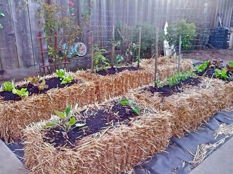 Straw bale garden Hay Bale Gardening, Strawbale Gardening, Straw Bale Gardening, Straw Bale, Straw Bales, Plants Growing, Gardening Techniques, Hay Bales, Veg Garden