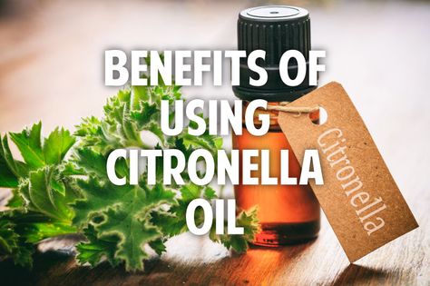 <thrive_headline click tho-post-37925 tho-test-244>5 Surprising Benefits of Citronella Oil</thrive_headline> Citronella Plant, Danette May, Citronella Oil, Homemade Oil, Citronella Candles, Organic Living, Oil Benefits, Health Nutrition, What To Make