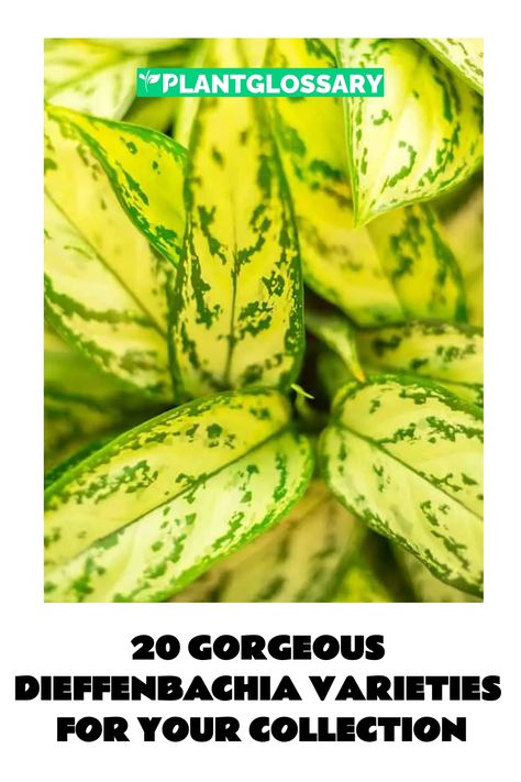 Dieffenbachia, also known as "Dumb Cane," is a beloved houseplant for its striking foliage and ease of care. In this article, we explore 20 different Dieffenbachia varieties, each offering unique visual appeal. From the bold 'Camille' to the elegant 'Snow,' discover the diverse world of Dieffenbachia and learn how to care for these beautiful plants. Enhance your indoor garden with these stunning varieties and enjoy their lush, decorative leaves. Dieffenbachia Varieties, Dieffenbachia Houseplant, Green Magic, Decorative Leaves, Beautiful Plants, Yellow Leaves, Green Foliage, New Growth, Lush Green