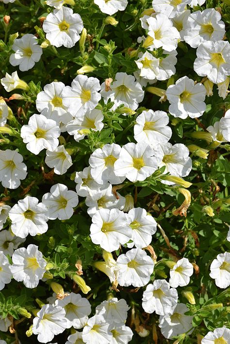 Littletunia White Grace Petunia (Petunia 'Littletunia White Grace') at Moana Nursery Petunia Aesthetic, Moana Nursery, Petunia Flowers, Wild Birds Unlimited, Carson City Nevada, Petunia Flower, Residential Landscaping, Commercial Landscaping, Landscape Maintenance