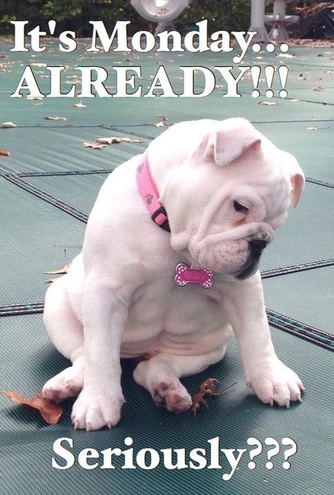 Funny Monday Memes, Monday Humor, It's Monday, Love My Dog, Bulldog Puppies, Funny Animal Pictures, English Bulldog, I Love Dogs, Dog Love