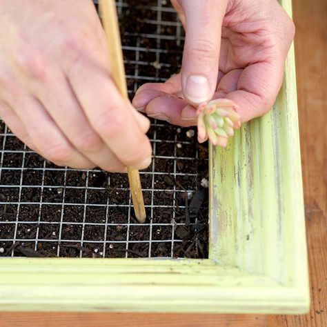 Step 8: Poke a Hole Wall Succulents, Succulent Wall Garden, Succulent Frame, Succulent Wall Art, Room Extensions, Succulent Cuttings, Old Picture Frames, Succulent Art, Succulent Wall