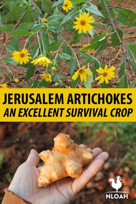 Sun Chokes, Growing Artichokes, Crazy Making, Food Forest Garden, Survival Garden, Wild Food Foraging, Medicinal Herbs Garden, Edible Wild Plants, Survival Gardening