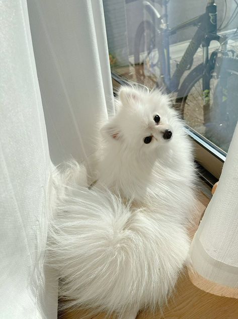 Korean Pomeranian, White Pomeranian Aesthetic, Lady Of The Moon, White Pomeranian Puppies, Spitz Pomeranian, Pomeranian Spitz, Preppy Dog, White Pomeranian, Pom Dog