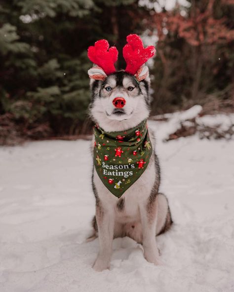 Christmas Dog Photography, Christmas Husky, Iceland In Winter, Baby Huskies, Christmas Dog Treats, Christmas Pets, Merry Christmas Dog, Hot Dog Bar, Cute Husky