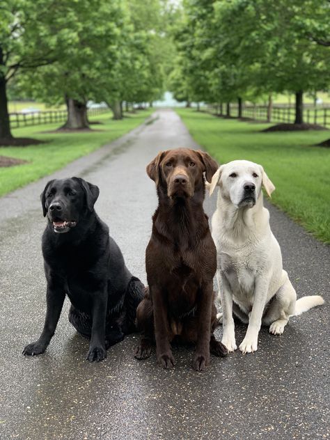 Lab Dog Aesthetic, Aesthetic Labrador, Aesthetic Labrador Puppy, Black And White Labrador, American Labrador, Cute Lab Puppies, Lover Anime, Popular Dog Names, Black Labrador Retriever Aesthetic