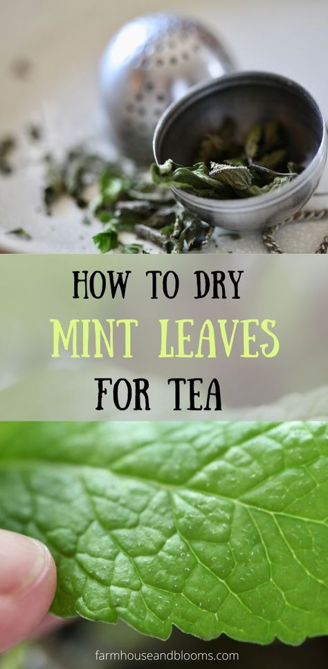 two pictures, one of dried mint leaves and a tea ball, and one of a green mint leaf Dry Mint Leaves, Mint Tea Recipe, Drying Fresh Herbs, Drying Mint Leaves, Dehydrating Food Storage, Fresh Mint Tea, Mint Herb, Tea Blends Recipes, Herbal Tea Garden