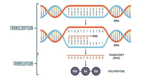 Transcription vs Translation Worksheet | Technology Networks Dna Transcription And Translation, Dna Transcription, Dna Polymerase, Rna Polymerase, Transcription And Translation, Eukaryotic Cell, Dna Replication, Free Kindergarten Worksheets, Nucleic Acid