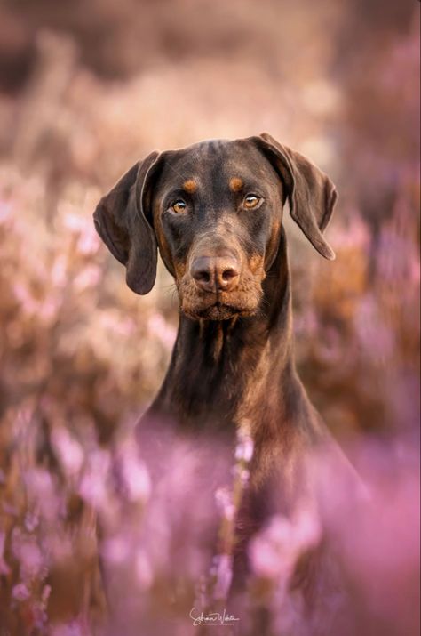 Natural ears. Doberman Normal Ears, Doberman Natural Ears, Doberman Photography, American Doberman, Doberman Pinscher Natural Ears, Pinscher Dog, Doberman Pinscher Dog, Future Apartment, Dog Ear