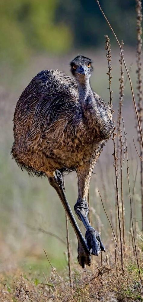 Emu 🖤 Australian native flightless bird Emu Bird, Australian Fauna, Flightless Bird, Australian Flora, Australian Wildlife, Australian Birds, Australian Native, Wildlife Photos, Australian Animals