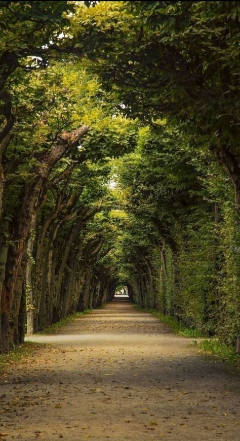 Tree Lined Road, Alam Yang Indah, Beautiful Nature Pictures, Beautiful Nature Scenes, Nature Aesthetic, Pretty Places, Scenery Wallpaper, Fantasy Landscape, Nature Scenes