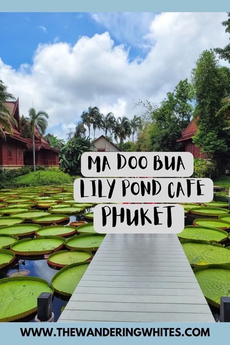 Giant green lily pads on a lake surrounded by traditional red Thai buildings. Giant Lily Pads, Phuket Activities, Victoria Amazonica, Asia Vacation, Types Of Lilies, Thai Islands, Asia Trip, Thailand Travel Tips, Thailand Bangkok