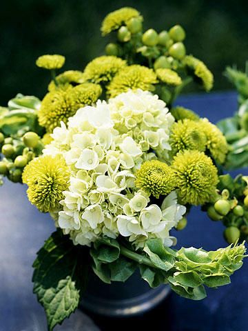 Chartreuse Wedding, Hosta Care, Annual Garden, Chartreuse Color, Floral Creations, Hydrangea Not Blooming, Irish Eyes, Plant Combinations, Mellow Yellow