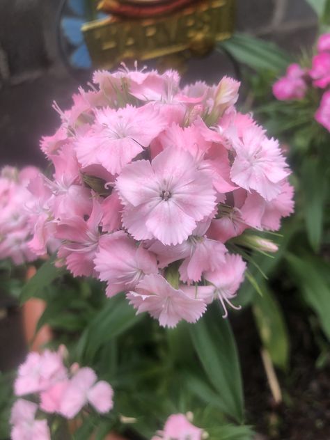 https://flic.kr/p/2iZjCDA | Pink Sweet Williams May 5 | Pink Sweet Williams May 5 Sweet Williams Flowers, Sweet William Flowers Wallpaper, Sweet William Flowers Aesthetic, Sweet William Flowers, Dianthus Flowers, Sweet William, Paper Ring, Flowery Wallpaper, Flower Therapy