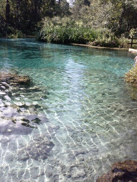 Clear Pond, Refreshing Water, Water Pond, Ponds, Clear Water, Crystal Clear, Springs, Favorite Places, Pool