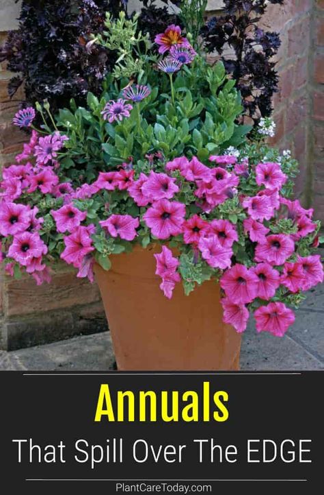 Spiller Annuals like Petunias make excellent additions to container gardens: What are the best spiller annuals for containers? A list of our highly recommended plants to fill your containers. Spiller Flowers For Pots, Spiller Plants For Containers, Thriller Filler Spiller Ideas Full Sun, Spiller Plants, Backyard Homesteading, Lantana Plant, Full Sun Annuals, Potted Plants Patio, Plant Arrangements