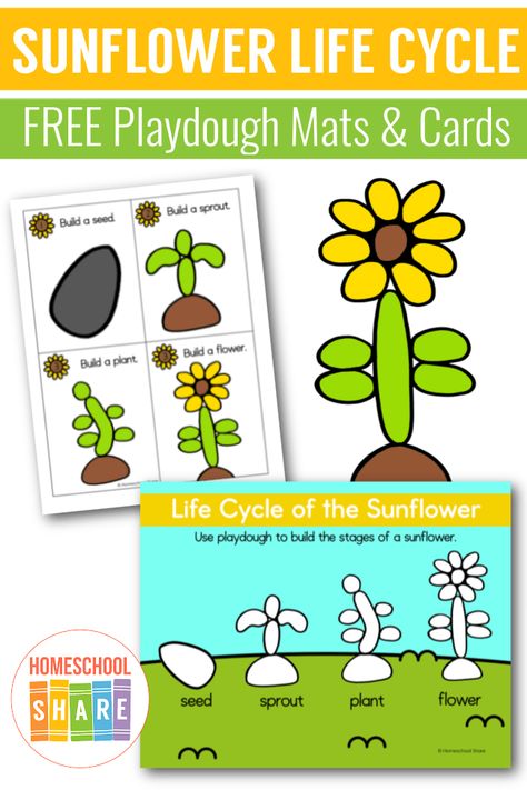 Seed Life Cycle Preschool, Life Cycle Of A Sunflower Preschool, Flower Life Cycle Preschool Craft, Sunflower Playdough Mats, Sunflower Activity For Kids, Sunflower Playdough, Sunflower Kindergarten, Sunflower Life Cycle Printable Free, Spring Playdough Mats