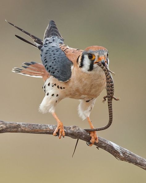 Kestrel Aesthetic, Bird Of Prey Tattoo, Common Kestrel, Hawk Art, Falcon Hawk, Animal Features, Crows Nest, American Kestrel, M Image