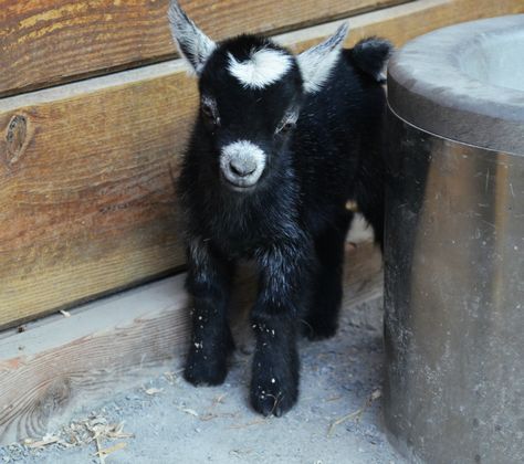 Pet Goat, Goat Kidding, Pygmy Goat, Baby Goat, Cute Goats, Adorable Newborn, Goat Farming, Pet Animals, Baby Goats