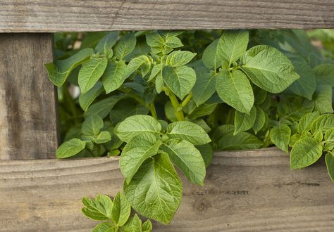 When To Plant Potatoes, When To Harvest Potatoes, Potato Growing, Potato Planter, Potato Box, Grow Potatoes In Container, Harvesting Potatoes, Container Potatoes, Potato Gardening