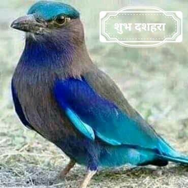 Neelkanth Bird, Indian Roller Bird, Rice And Milk, Peacock Blanket, Roller Bird, Indian Birds, Lord Ram Image, Dasara Wishes, Animals With Horns