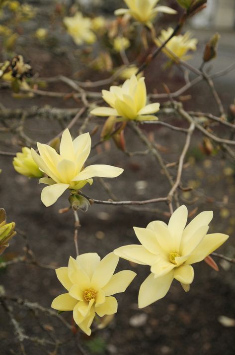 Gold Star Magnolia Star Magnolia, Yellow Magnolia, Nursery Supplies, Patio Trees, Front Gardens, Gardening Zones, Street Trees, City Farm, Blooming Trees