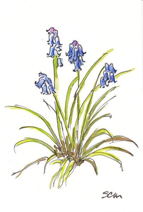 Bluebells sketch | by Sarah__M Blue Bell Flowers, Water Coloring, Blue Bell, Language Of Flowers, Watercolor Pencils, Ear Tattoo, Flower Drawing, Drawing Inspiration, Drawing Ideas