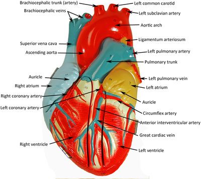 Denoyer Geppert heart - HUMAN ANATOMY WEB SITE Anatomy Models Labeled, Human Heart Anatomy, Anatomy Bones, Heart Model, Basic Anatomy And Physiology, Medical Posters, Medical Laboratory Science, Nursing School Survival, Heart Anatomy