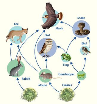 Food Chain Diagram, Web Diagram, Food Webs, Stingless Bees, Bee Book, Food Chains, Bee Honey, Food Web, Australian Native