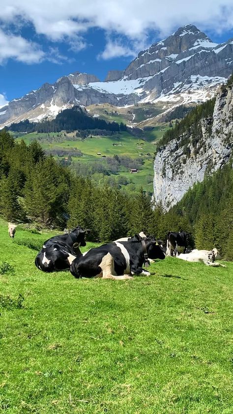 Spring in the Swiss mountains 🌿 [Video] | Beautiful locations nature, Nature photography, Beautiful nature pictures Swiss Mountains, Photos Of Nature, Night Landscape Photography, Nature Tourism, Mountains Hiking, Beautiful Images Nature, Beautiful Locations Nature, Beautiful Places Nature, Beautiful Photos Of Nature