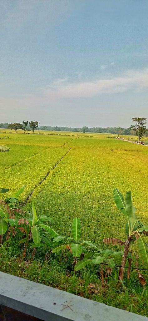 Pap foto pemandangan sawah, pemandangan pedesaan, suasana desa, foto keindahan alam, lahan pertanian, panen padi, beras, terasering Panorama Alam, Lahan Pertanian, Mecca Images, Art Nature, Mecca, Nature Art, Paradise, Art Inspiration, Quick Saves