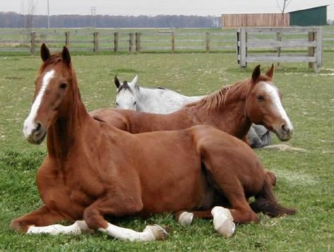 Horse Laying Down, Art Assignments, Palomino Horse, Most Beautiful Horses, Interesting Animals, Horse Drawing, Horse Drawings, Horse Crazy, Sport Horse