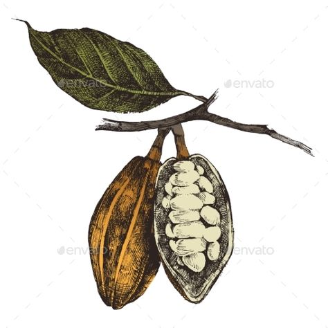 my daughters name is Coco and sometimes we call her "coco" bean. Coco Bean Tattoo, Cocoa Plant, Flash Tattoos, Coffee Tattoos, Coffee Instagram, Coffee Drawing, Coffee Wallpaper, Cacao Beans, Coffee Plant