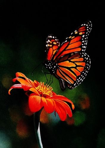 Monarch on Mexican Sunflower video, painting by artist Jacqueline Gnott Sunflower Video, Monarch Butterflies Photography, Monarch Butterfly Costume, Monarch Butterflies Art, Hours Painting, Bild Gold, Monarch Butterfly Garden, Monarch Butterfly Tattoo, Video Painting