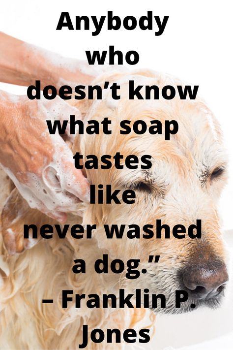 Dog Bath Quotes, Words To Describe Love, Dog Phrases, Bath Quotes, About Dogs, Dog Bath, Words To Describe, Dog Quotes, Bath Time