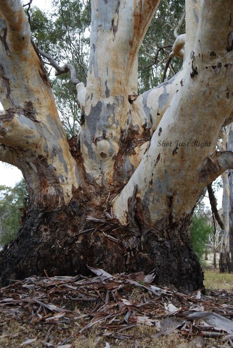 Murray River, Gum Tree, Eucalyptus Tree, Hidden Beauty, Abstract Tree, Beautiful Tree, A Man, Gum, Watercolor Paintings