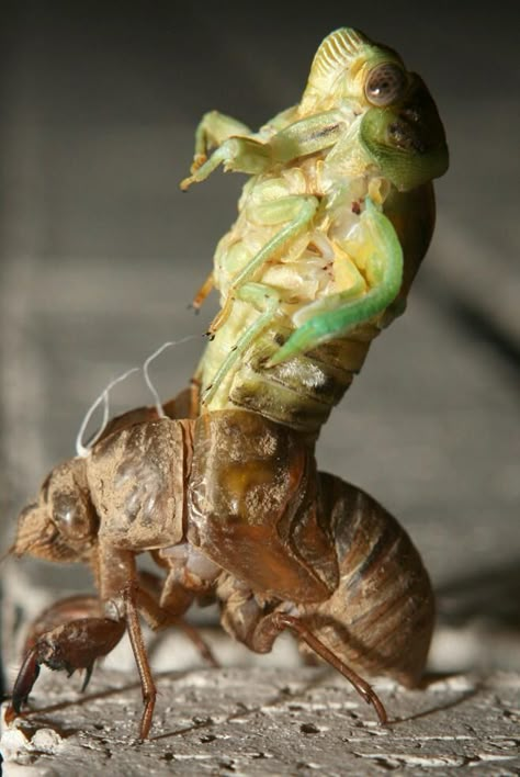 molting Cicada: A large homopterous insect with long transparent wings, occurring chiefly in warm countries. The male cicada makes a loud shrill droning noise after dark by vibrating two membranes on its abdomen. Beetle Metamorphosis, Cicada Reference, Cicada Shedding, Cicada Photography, Transparent Wings, Cicada Coming Out Of Shell, Cicada Molting, Backyard Trees, Cool Insects