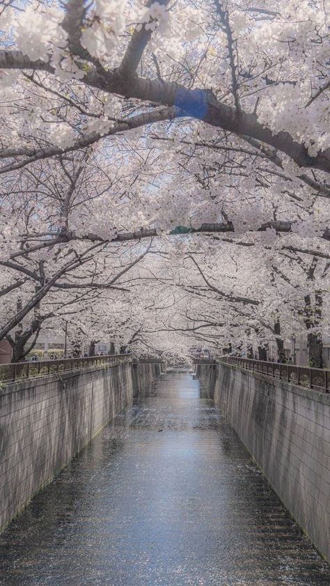 Blossom Wallpaper, Cherry Blossom Wallpaper, Photo Recreation, Sakura Tree, Lovely Flowers Wallpaper, Gorgeous Scenery, Creative Profile Picture, Pretty Images, Japan Aesthetic