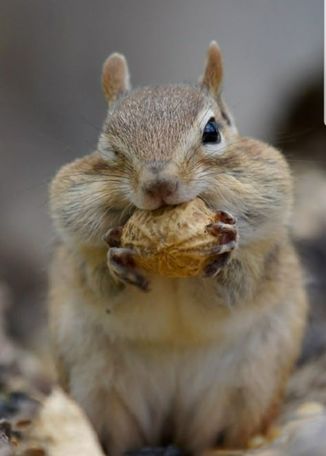 Chipmunk Cheeks, Squirrel Appreciation Day, Cute Squirrel, Cute Animal Photos, Wildlife Animals, Rodents, Cute Creatures, Animal Planet, Chipmunks