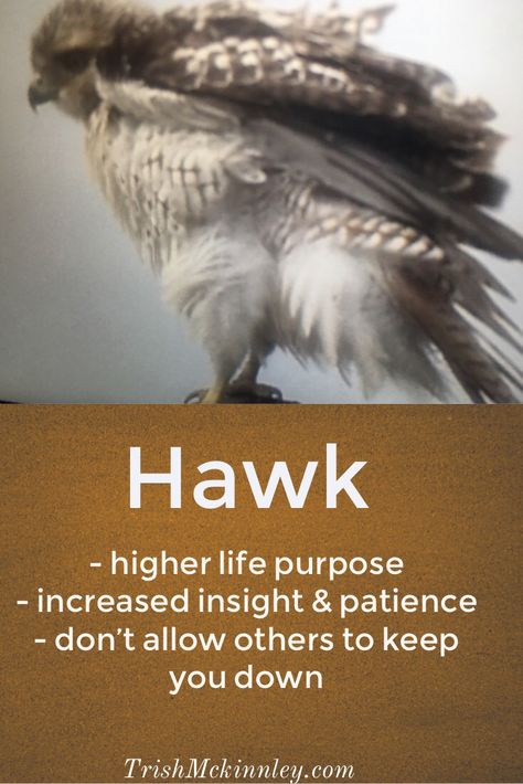 Hawk Meaning, Hawk Totem, Hawk Spirit Animal, Hawk Spirit, Animal Totem Spirit Guides, Shadow Work Spiritual, Spirit Animal Meaning, Native American Prayers, Animal Meanings