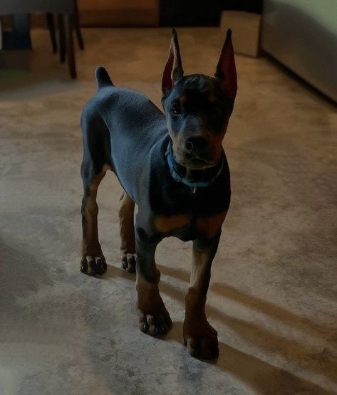 Perro Doberman Pinscher, Wholesome Dog, Trending Aesthetic, Puppies Cute, Dog Mommy, Doberman Pinscher Dog, Scary Dogs, Doberman Puppy, Super Cute Puppies