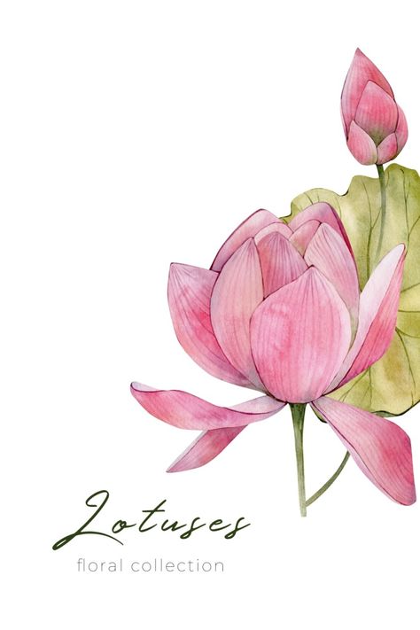 Watercolour Lotus Flower, Lotus Bud Drawing, Lotus Illustration Art, Lotus Illustration Design, Waterlily Illustration, Waterlily Drawing, Lotus Flower Painting Watercolors, Waterlily Watercolor, Watercolour Lotus