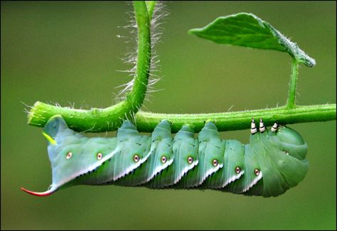 Over 3 inches long, this guy ate a large number of leaves before I discovered him. better view Horn Worms, Edible Bugs, Edible Insects, Shtf Survival, Wild Food Foraging, Edible Wild Plants, Camping Guide, Survival Mode, Home Defense