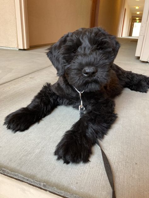 Giant schnauzer puppy for sale $2500 Giant Schnauzer Puppy, Russian Terrier, Black Russian Terrier, Standard Schnauzer, Giant Schnauzer, Black Russian, Dog Best Friend, Schnauzer Puppy, Dream Dog