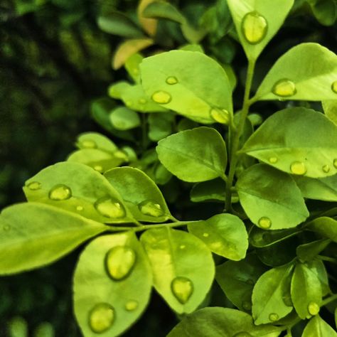 Nature's diamonds, captured in a moment..🌿💧 Follow - @ecospiritlens ❤️ #NaturePhotography #WaterDrops #MacroMagic #NatureLovers #LeafPhotography #MacroPhotography #HDPhotography #NaturePerfection #NatureShots #Greenery #CloseUp #PhotographyLovers #InstaNature #NatureInFocus #MacroBeauty Nature, photography, water drops, leaves, HD, macro, close-up, nature lovers, greenery, nature shots, macro magic, beauty, detail, nature perfection, leaf photography. Close Up Nature, Embroidery Images, Photography Water, Leaf Photography, Ap Studio Art, Studio Art, Art Portfolio, Water Drops, Photography Lovers