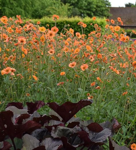 Totally Tangerine Geum is a sterile, fast-growing butterfly magnet that blooms from summer through fall, producing 5️⃣ times more blooms 🌼 Plant in full coastal sun to partial shade in Sunset zones 2-24, or USDA zones 4-10 🌤 Totally Tangerine grows 14–18" H x 18" W 📐 Discover more details about Totally Tangerine Geum on our website 🔗: https://sunsetplantcollection.com/the-collection/plant/totally-tangerine/ vF 8-10-23 Sunset Western, Western Garden, Butterfly Magnet, Simply Irresistible, Zone 2, Fast Growing, Where The Heart Is, In Hot, Perennials