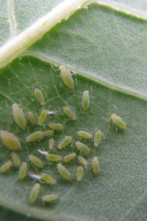 Aphids are notorious landscape pests. If you’re familiar with them, you likely already know how hard they can be to manage and how harmful they can be to your plants and property. So, what are the telltale signs that you have aphids in your garden? And, more importantly, how can you get rid of them? Get Rid Of Aphids, Dawn Dish Soap, Garden Pests, How Can, Soap, Canning, Signs, Plants